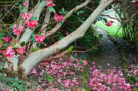 Rhododendron 'Cornish Cross' arching over path