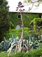 Parterre garden with flowering Agave plant at Locanda Casanuova, Tuscany, Italy