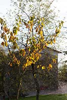 Autumnal cherry tree in garden, autumn, Garfagnana, Italy