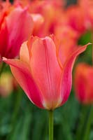 Tulipa 'Perestroyka'