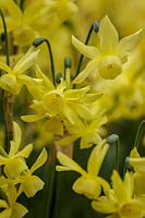 Narcissus 'Hawera'