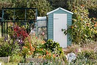 Late summer allotments at Alderman Moore's site in Bristol, blue painted shed