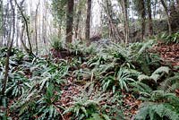 Ferns on woodland floor, winter, in Devon
