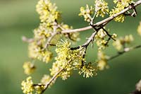 Cornus mas ( Cornelian Cherry ) in early spring