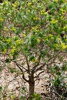 Euphorbia dendroides, also known as Tree Spurge