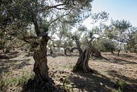 Ancient olive groves near Valdemossa, Northern Mallorca, Spain