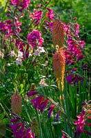 Gladiolus communis subsp. byzantinus and Red hot pokers in informal border