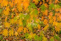 Acer ( Maple ) with autumn colour at Westonbirt Arboretum ( The National Arboretum )