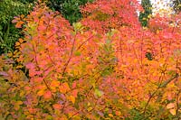 Acer ( Maple ) with autumn colour at Westonbirt Arboretum ( The National Arboretum )