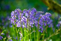 English Bluebell ( Hyacinthus non-scripta )