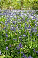 Priors Wood, Somerset, UK. Bluebells in Beech woodland, May