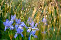 Mill Cottage, Wookey, Somerset, UK. ( Sally Gregson ) Iris sibirica 'Papillon' and Stipa gigantea ( Oat Grass )