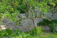 The Moult, Salcombe, Devon,UK ( Owner R. Seal ). Summer garden by the sea. Very old espalier trained apple tree in orchard