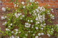 White climbing rose growing over brick wall