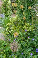 18 Queens Gate, Bristol, UK ( Sheila White ) small town garden in summer. Allium seedheads emerge from informal bedding