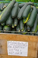 Pick Your Own Fruit and Vegetable farm, Somerset, UK ( Danny Wilson ) basket of marrows