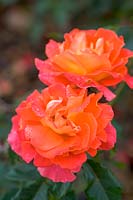 orange or salmon pink rose ( Rosa )