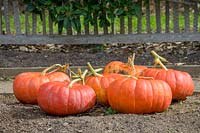 Collection of large pumpkins in kitchen garden