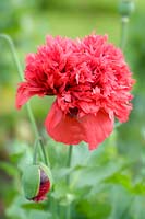 Double red Opium poppy