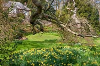 Milton Lodge, Wells, Somerset ( Tudway-Quilter ) spring garden with drifts of Daffodils