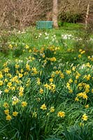 Milton Lodge, Wells, Somerset ( Tudway-Quilter ) spring garden with drifts of Daffodils