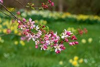 Milton Lodge, Wells, Somerset ( Tudway-Quilter ) spring garden with Malus blossom