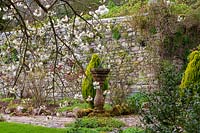 Milton Lodge, Wells, Somerset ( Tudway-Quilter ) spring garden with Prunus 'Taihaku' ( Great White Cherry ) and sundial