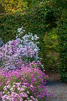 Picton Garden, Worcestershire, UK ( Paul Picton ) autumnal garden with Michaelmas Daisies ( Asters )