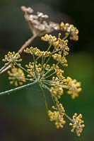 Fennel ( Foeniculum vulgare )