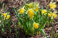 Wild Daffodil ( Narcissus pseudonarcissus )
