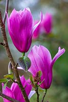 Magnolia 'Spectrum', Spring at RHS Garden Rosemoor, Devon