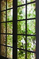 Ivy covering old window at Chateau in South West France