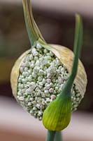 Allium x proliferum ( Walking Onion, tree onion )