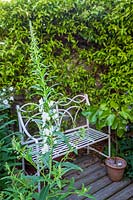 Roy Barker and Christopher Stock's very small garden in Portland, Dorset. Elegant metal bench