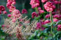 Detail of Fennel foliage with Valerian behind