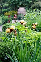 Mitton Manor, Staffordshire. Various bearded Iris in summer garden, including Iris 'High Command'