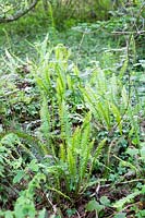hard fern , deer fern,  Blechnum spicant, growing in woodland at Andrew's Wood, South Devon