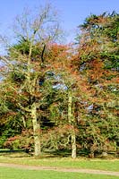 Quercus coccinea ( Scarlet Oak )