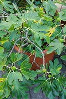 Ficus carica 'Brown Turkey' ( Fig in pot )
