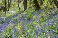 West Prawle Wood, Devon, UK. Bluebells in mixed deciduous woodland, spring