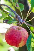 Malus domestica  'Laxton's Herald' ( eating apple )