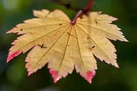 Acer japonicum autumnal foliage