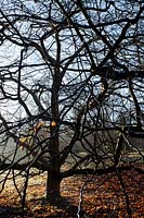 Wintry Beech tree ( Fagus sylvatica )