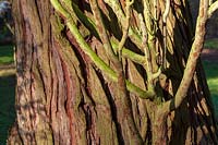 Calocedrus decurrens ( Incense Cedar )