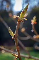 Buds of Horse Chestnut in spring