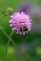 Bumble bee on pink scaboius flower