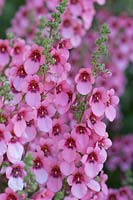 Pink Diascia flowers
