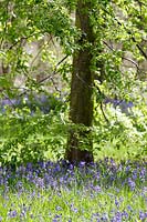 Bluebells in woodland at Westonbirt Arboretum, Gloucestershire, UK