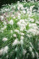 Pennisetum villosum, Feathertop Grass