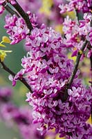 Cercis canadensis The Rising Sunâ„¢